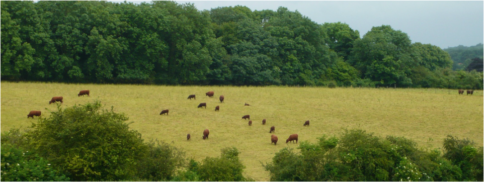 The Chapman herd enjoying summer pasture