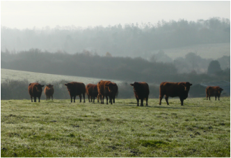 Chapman Herd in a misty morning