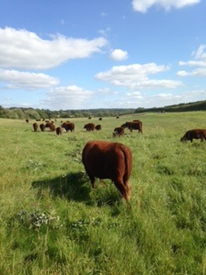 The Chapman herd enjoying summer pasture